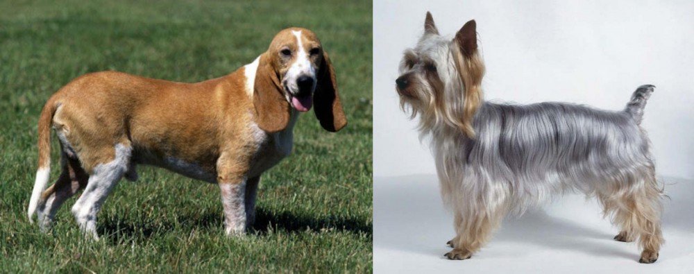 Silky Terrier vs Schweizer Niederlaufhund - Breed Comparison