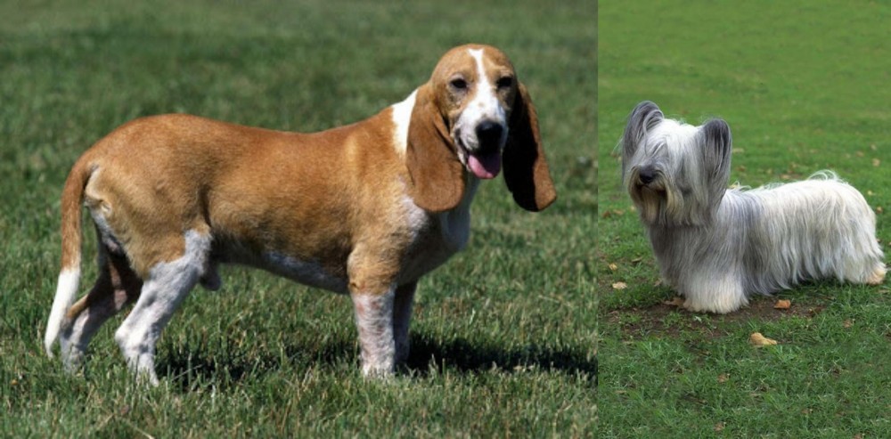 Skye Terrier vs Schweizer Niederlaufhund - Breed Comparison