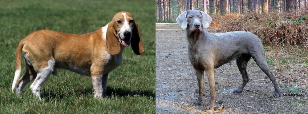 Slovensky Hrubosrsty Stavac vs Schweizer Niederlaufhund - Breed Comparison