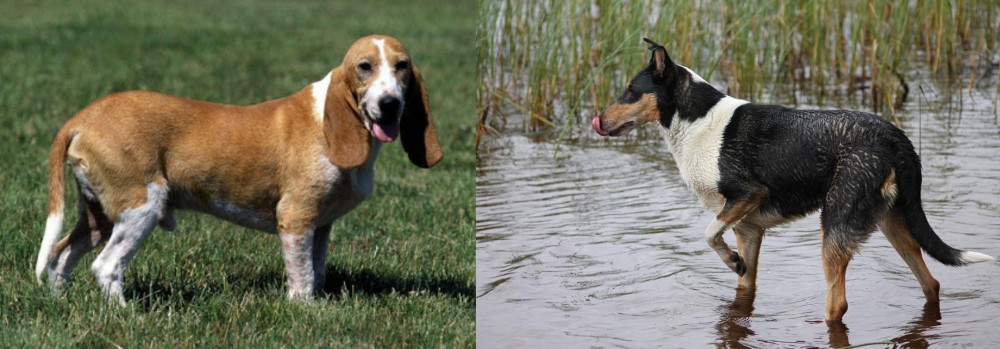 Smooth Collie vs Schweizer Niederlaufhund - Breed Comparison