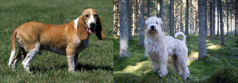 Soft-Coated Wheaten Terrier vs Schweizer Niederlaufhund - Breed Comparison