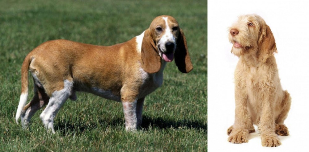 Spinone Italiano vs Schweizer Niederlaufhund - Breed Comparison