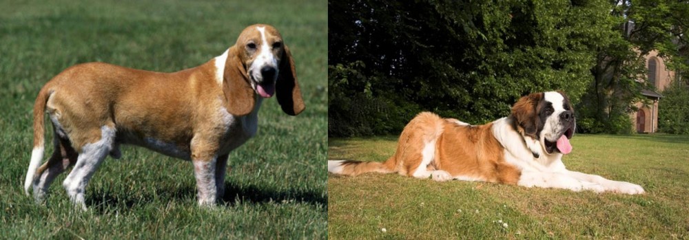St. Bernard vs Schweizer Niederlaufhund - Breed Comparison