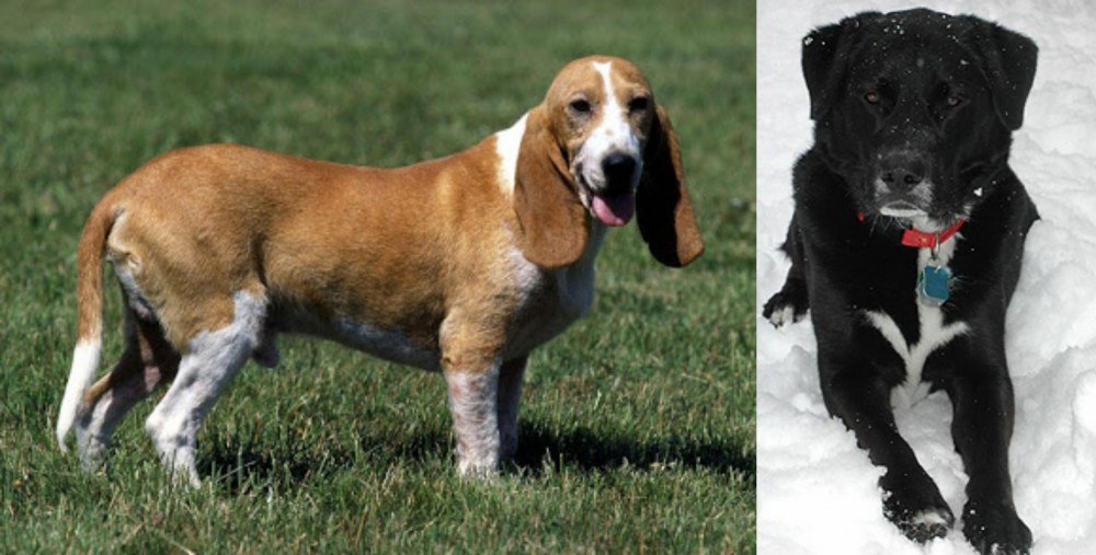 St. John's Water Dog vs Schweizer Niederlaufhund - Breed Comparison
