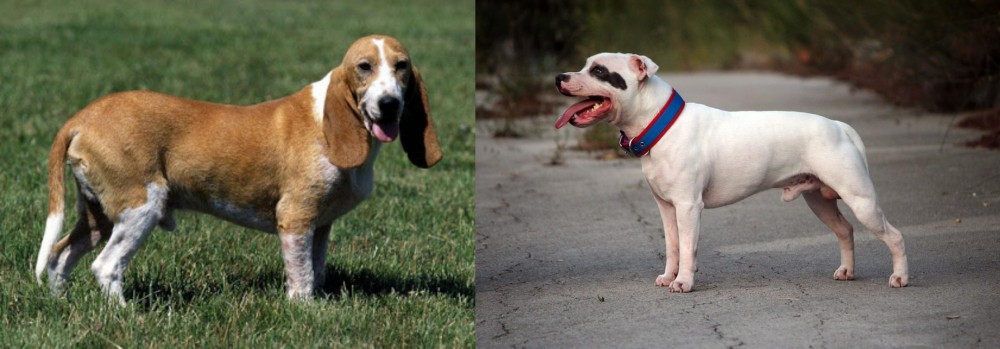 Staffordshire Bull Terrier vs Schweizer Niederlaufhund - Breed Comparison