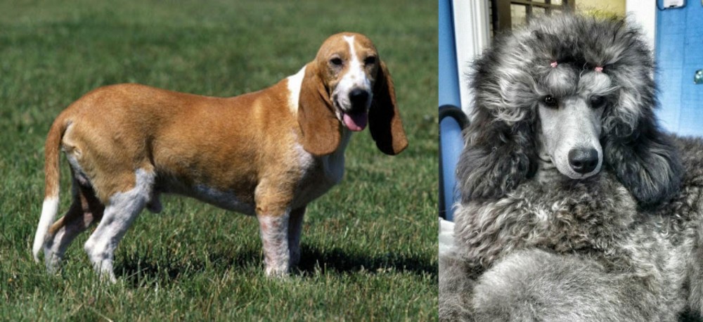 Standard Poodle vs Schweizer Niederlaufhund - Breed Comparison
