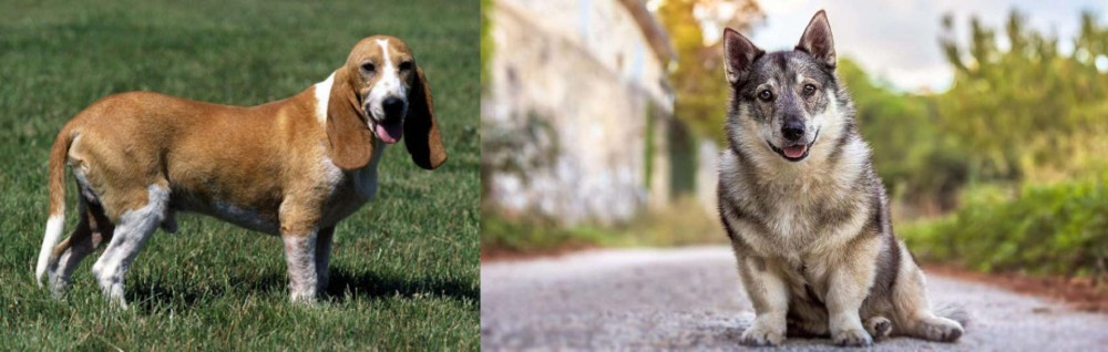 Swedish Vallhund vs Schweizer Niederlaufhund - Breed Comparison