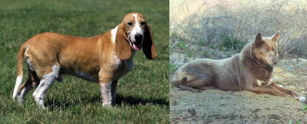 Tahltan Bear Dog vs Schweizer Niederlaufhund - Breed Comparison