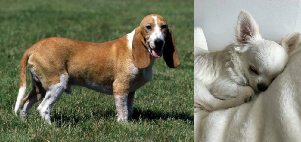 Tea Cup Chihuahua vs Schweizer Niederlaufhund - Breed Comparison