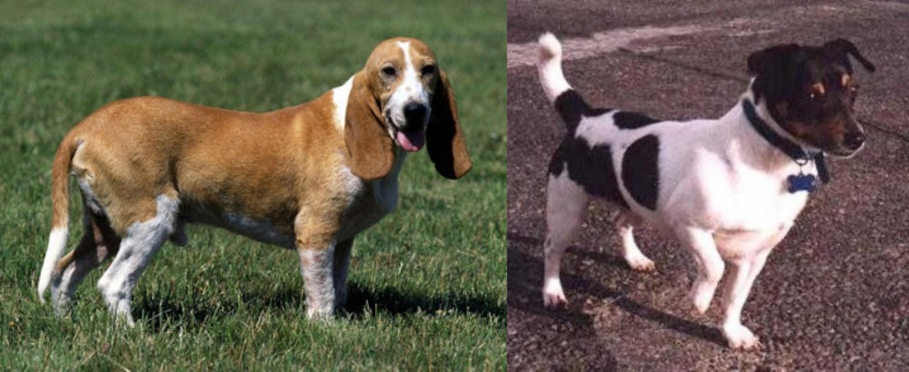 Teddy Roosevelt Terrier vs Schweizer Niederlaufhund - Breed Comparison