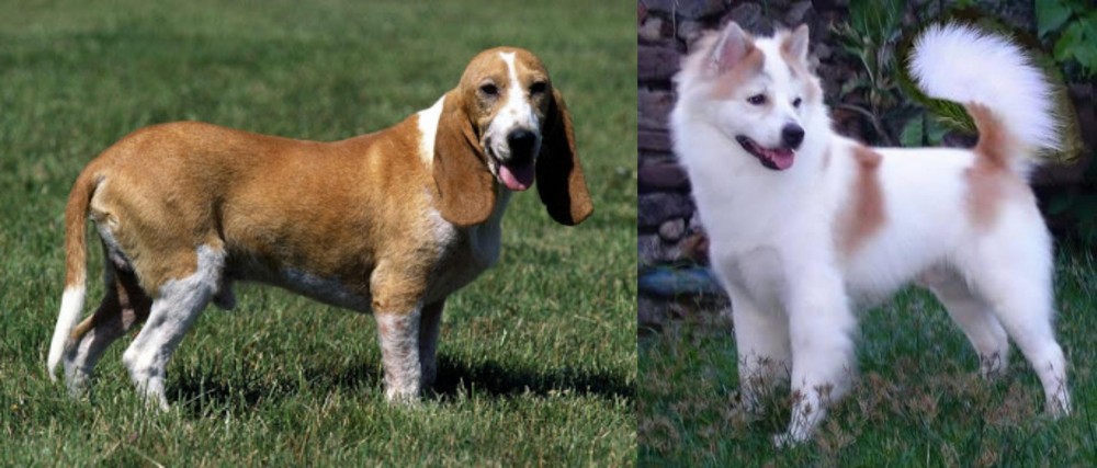 Thai Bangkaew vs Schweizer Niederlaufhund - Breed Comparison