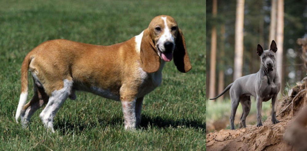 Thai Ridgeback vs Schweizer Niederlaufhund - Breed Comparison