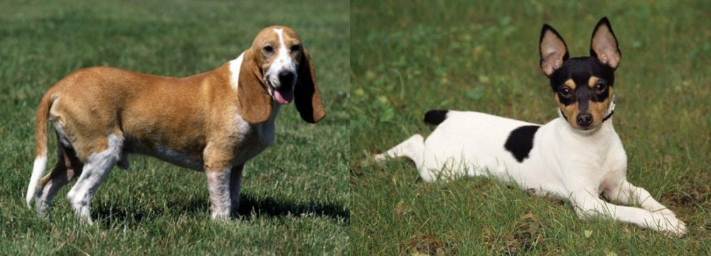 Toy Fox Terrier vs Schweizer Niederlaufhund - Breed Comparison