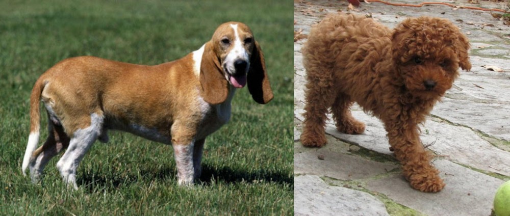 Toy Poodle vs Schweizer Niederlaufhund - Breed Comparison