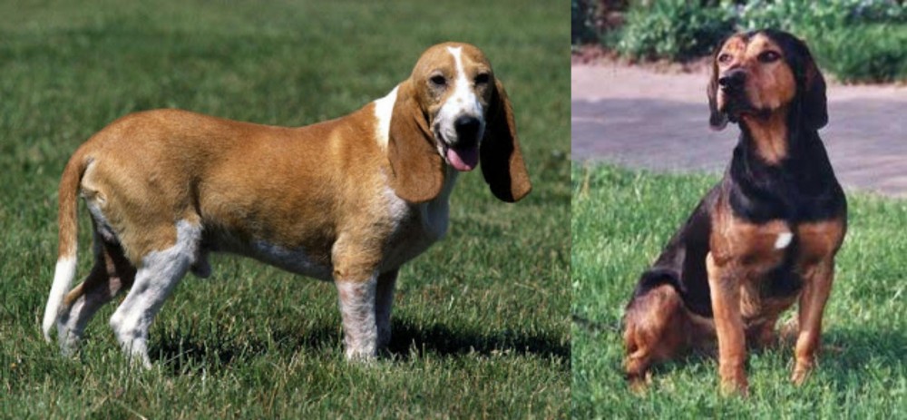 Tyrolean Hound vs Schweizer Niederlaufhund - Breed Comparison