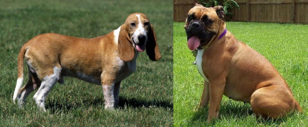 Valley Bulldog vs Schweizer Niederlaufhund - Breed Comparison
