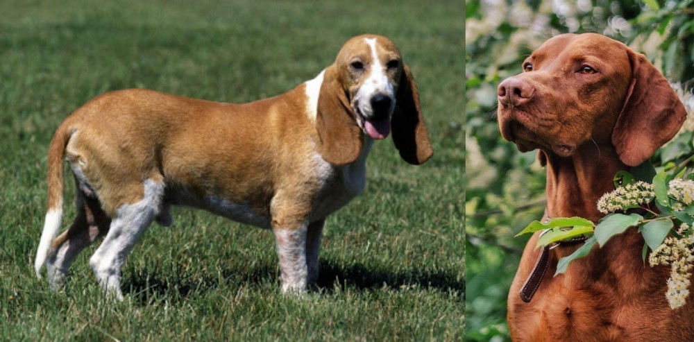 Vizsla vs Schweizer Niederlaufhund - Breed Comparison