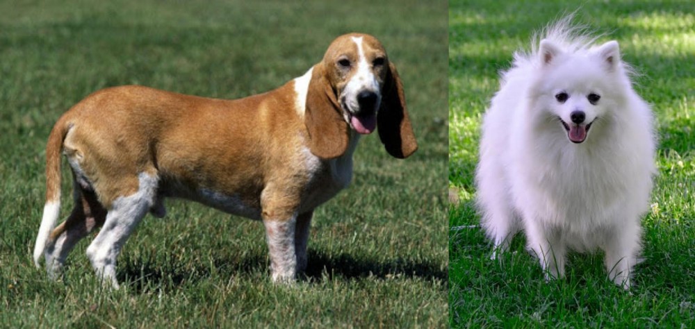 Volpino Italiano vs Schweizer Niederlaufhund - Breed Comparison