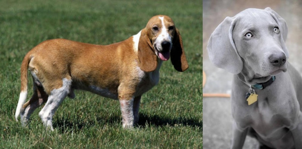 Weimaraner vs Schweizer Niederlaufhund - Breed Comparison