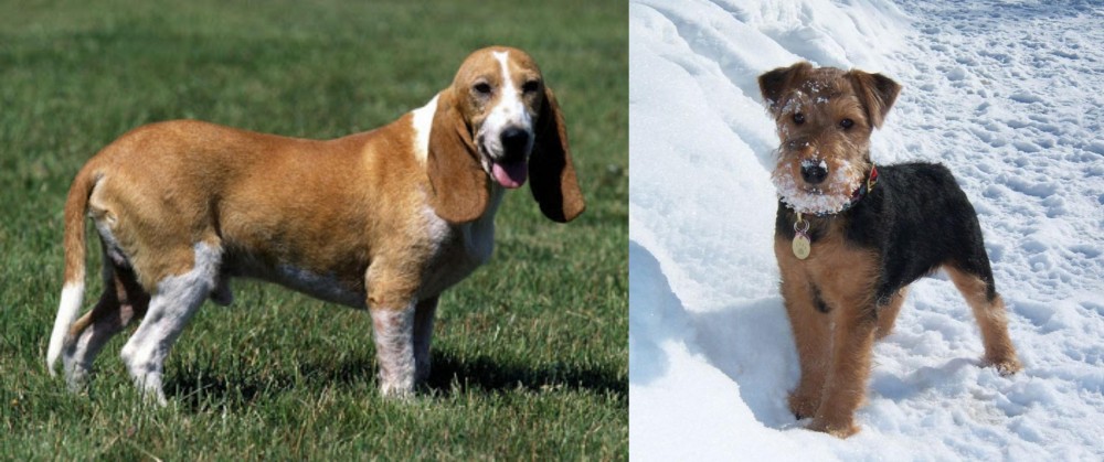 Welsh Terrier vs Schweizer Niederlaufhund - Breed Comparison