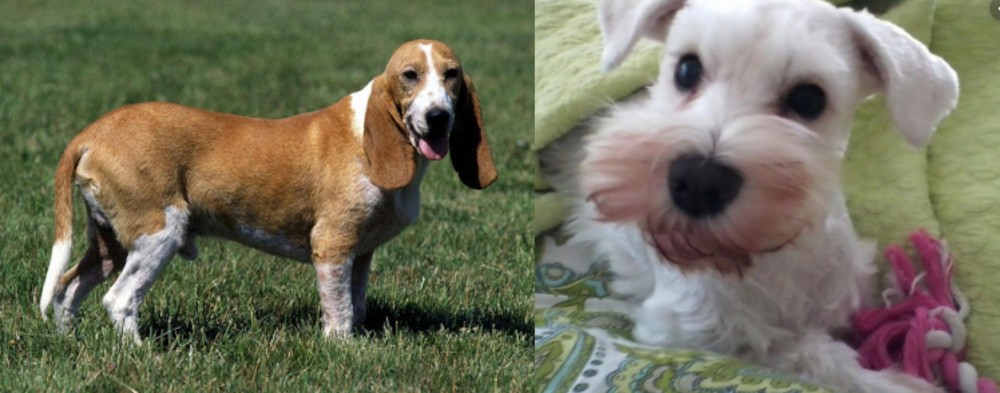 White Schnauzer vs Schweizer Niederlaufhund - Breed Comparison