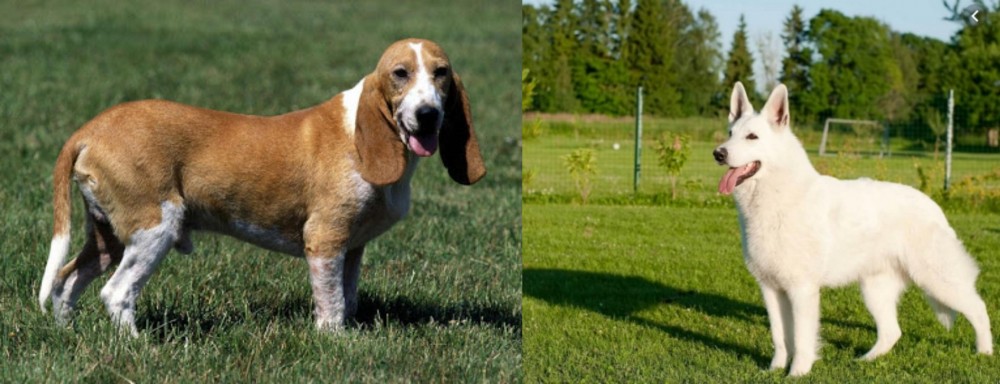 White Shepherd vs Schweizer Niederlaufhund - Breed Comparison