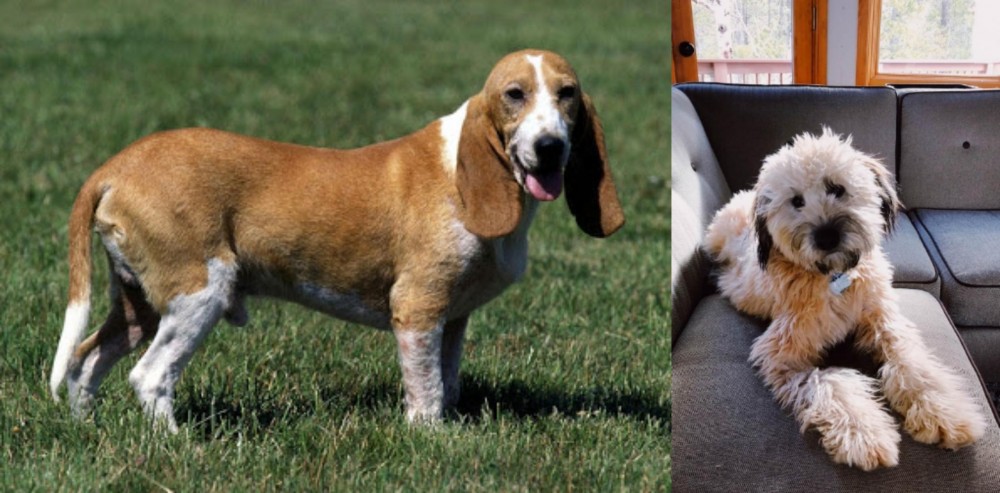 Whoodles vs Schweizer Niederlaufhund - Breed Comparison