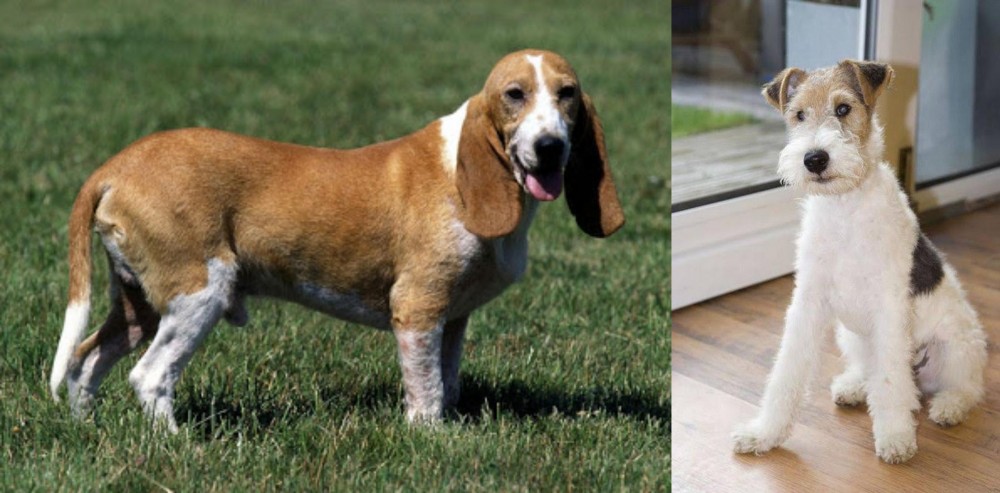 Wire Fox Terrier vs Schweizer Niederlaufhund - Breed Comparison