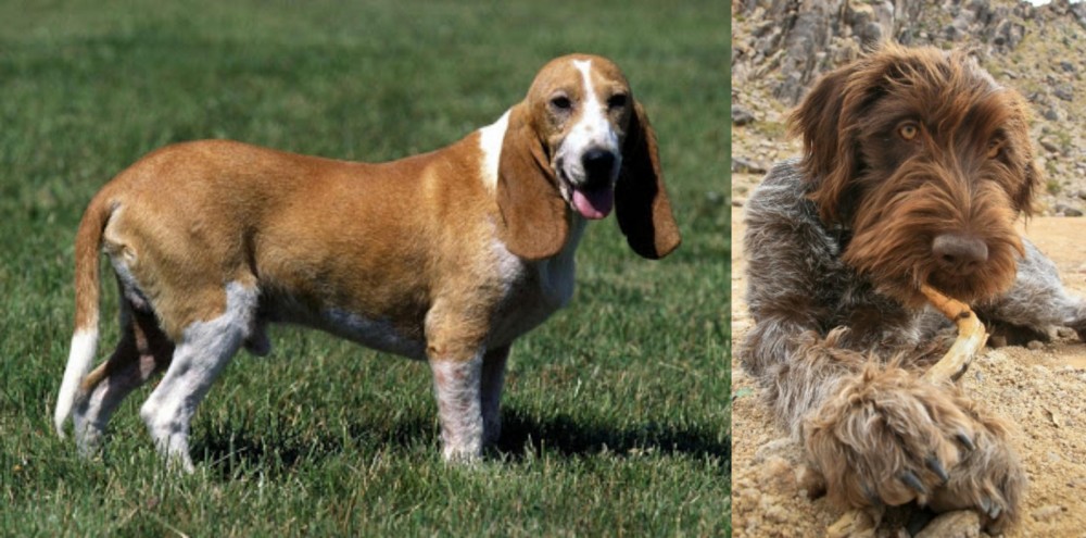 Wirehaired Pointing Griffon vs Schweizer Niederlaufhund - Breed Comparison