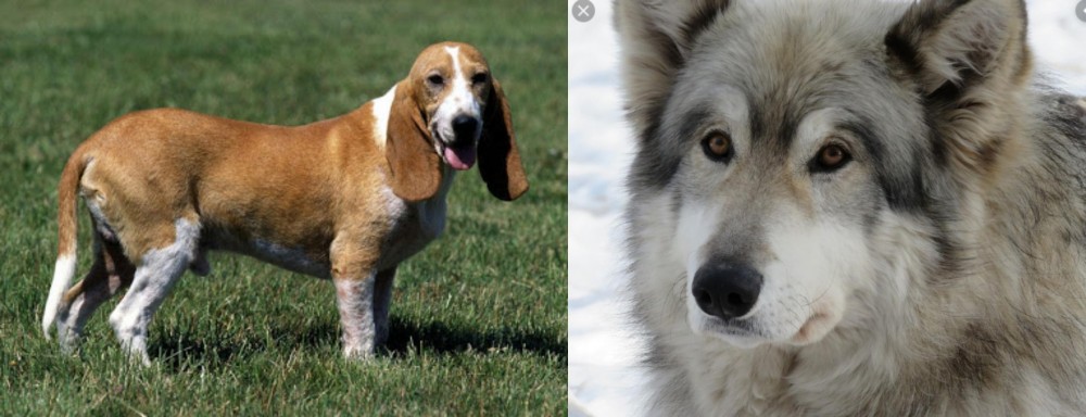 Wolfdog vs Schweizer Niederlaufhund - Breed Comparison