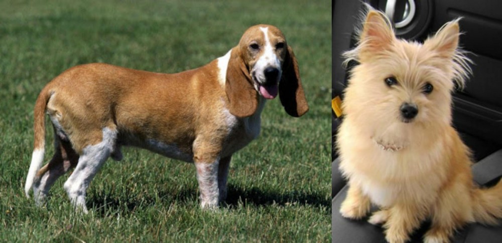 Yoranian vs Schweizer Niederlaufhund - Breed Comparison