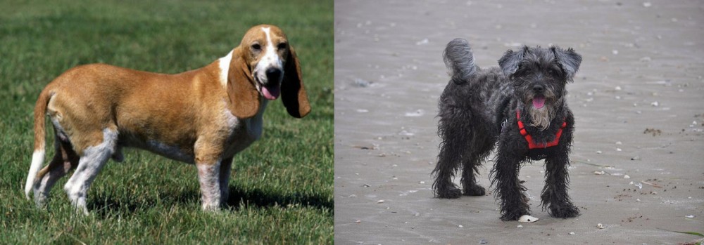 YorkiePoo vs Schweizer Niederlaufhund - Breed Comparison