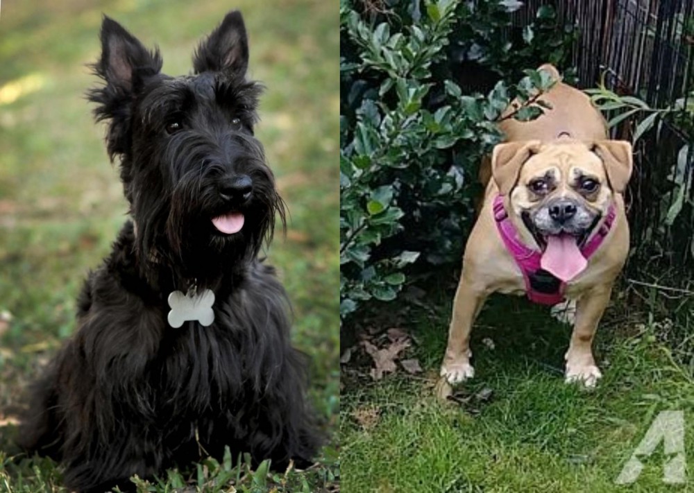 Beabull vs Scoland Terrier - Breed Comparison