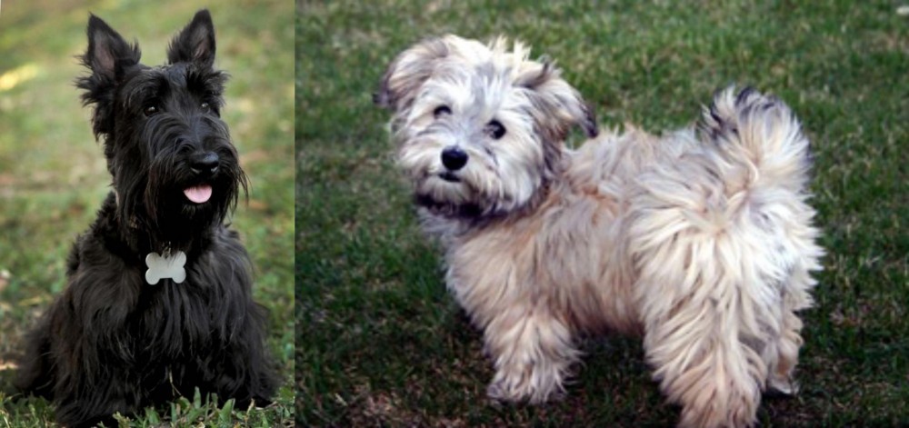 Havapoo vs Scoland Terrier - Breed Comparison