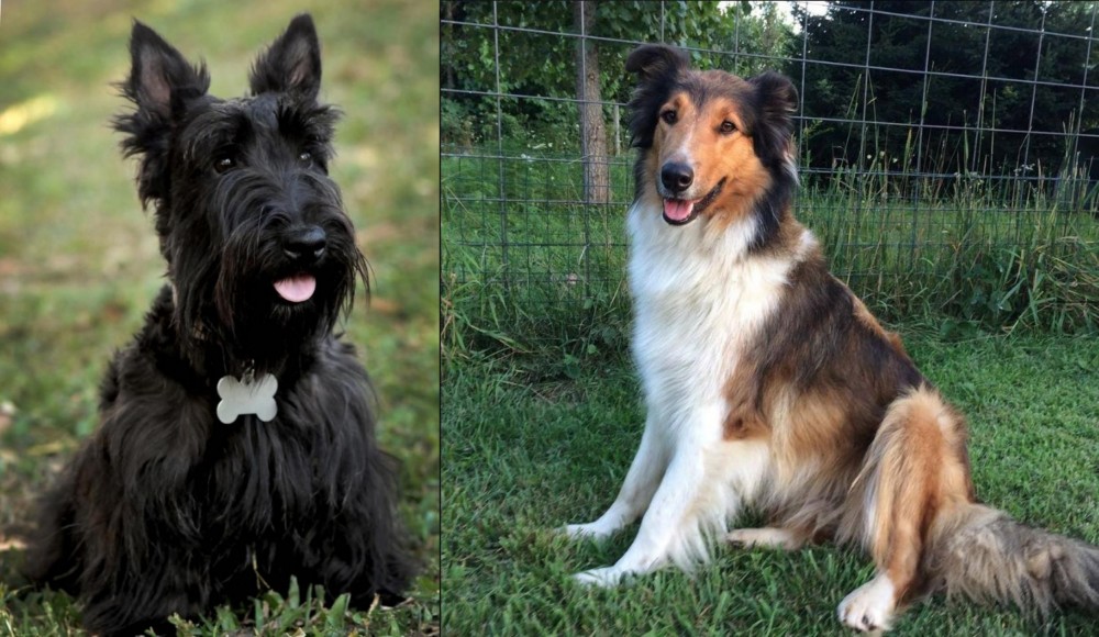 Scotch Collie vs Scoland Terrier - Breed Comparison