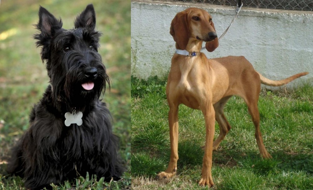 Segugio Italiano vs Scoland Terrier - Breed Comparison