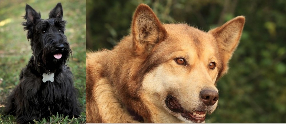 Seppala Siberian Sleddog vs Scoland Terrier - Breed Comparison