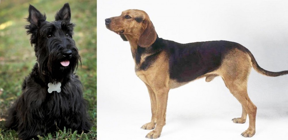 Serbian Hound vs Scoland Terrier - Breed Comparison