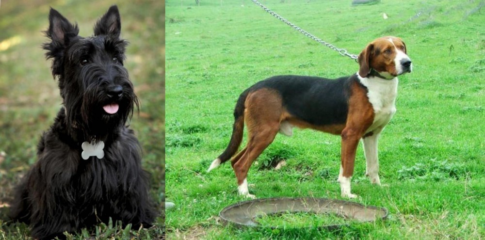 Serbian Tricolour Hound vs Scoland Terrier - Breed Comparison