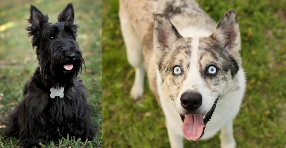 Shepherd Husky vs Scoland Terrier - Breed Comparison