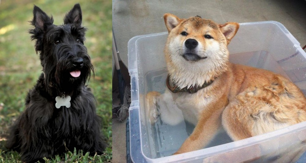 Shiba Inu vs Scoland Terrier - Breed Comparison