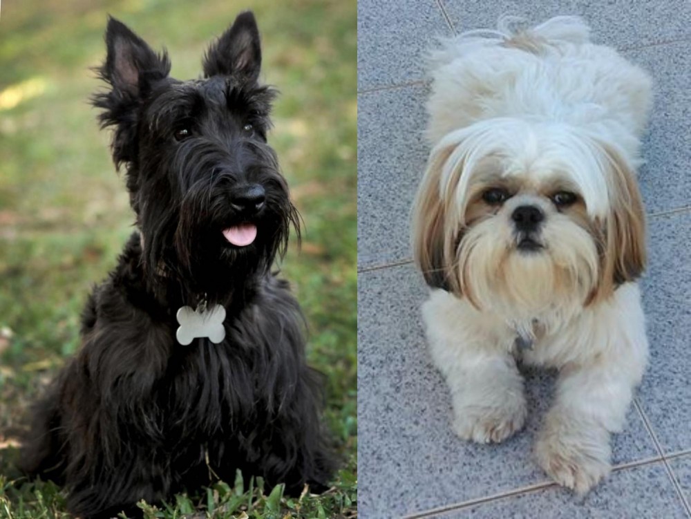 Shih Tzu vs Scoland Terrier - Breed Comparison