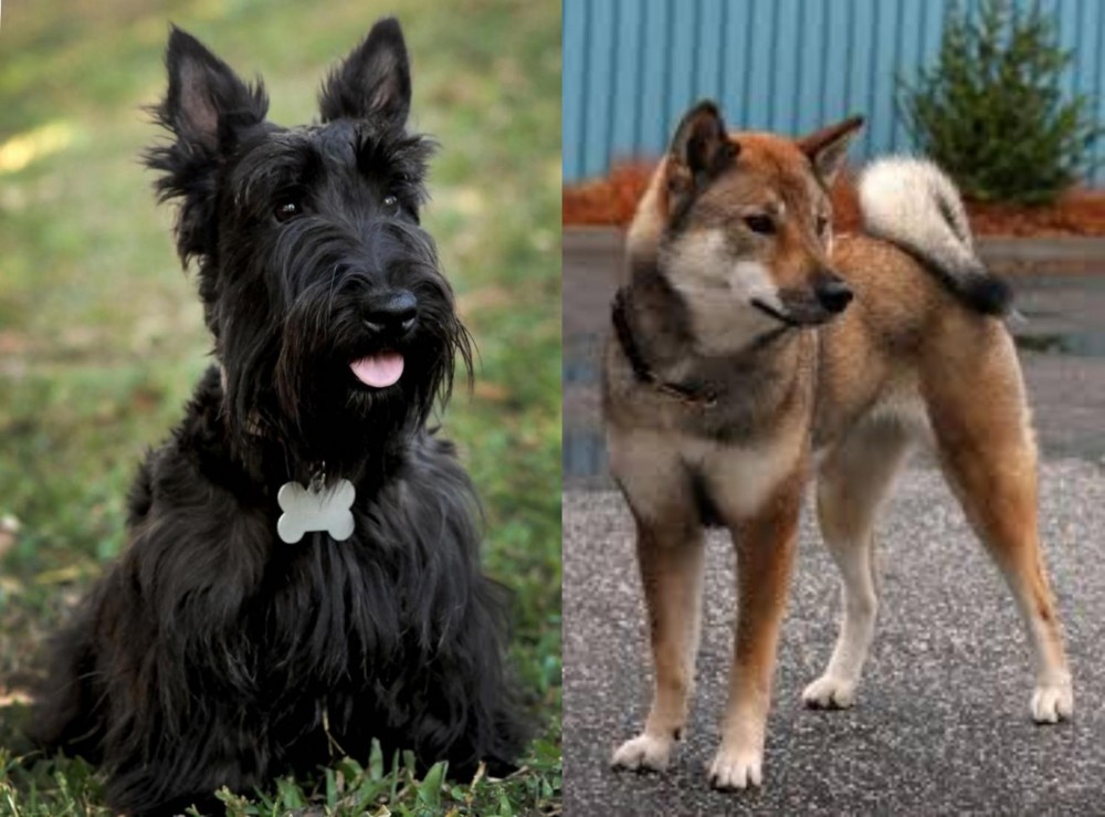 Shikoku vs Scoland Terrier - Breed Comparison