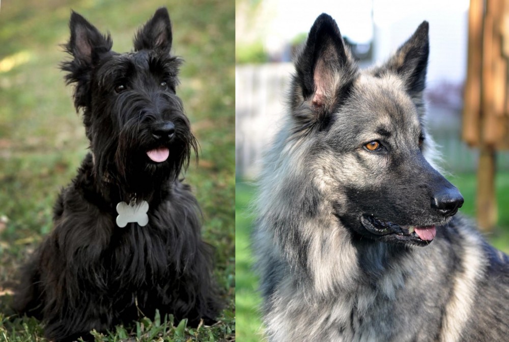 Shiloh Shepherd vs Scoland Terrier - Breed Comparison