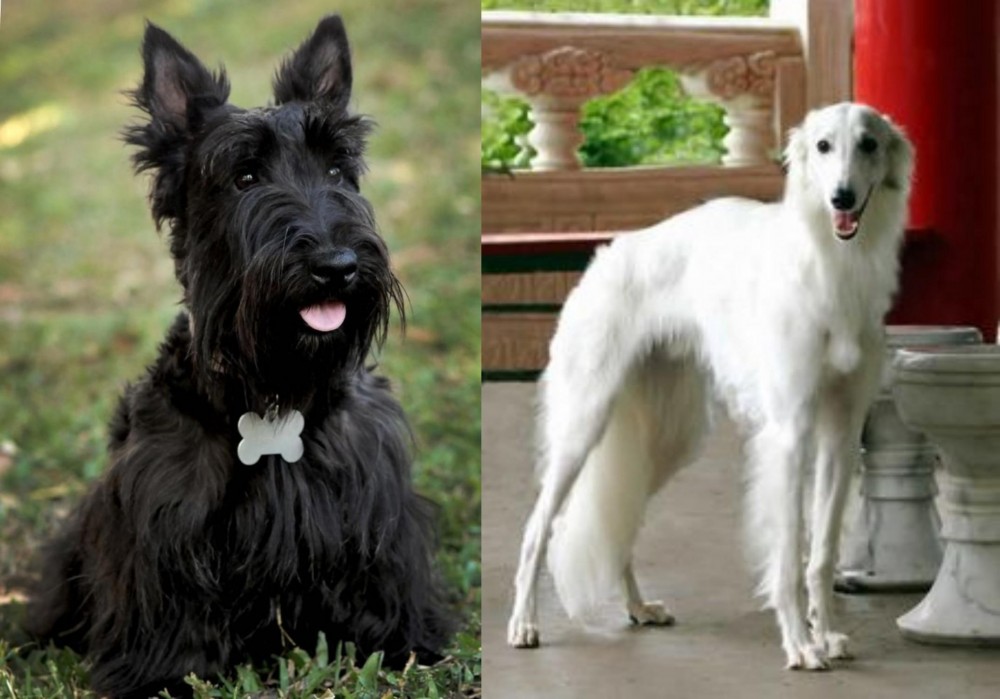 Silken Windhound vs Scoland Terrier - Breed Comparison