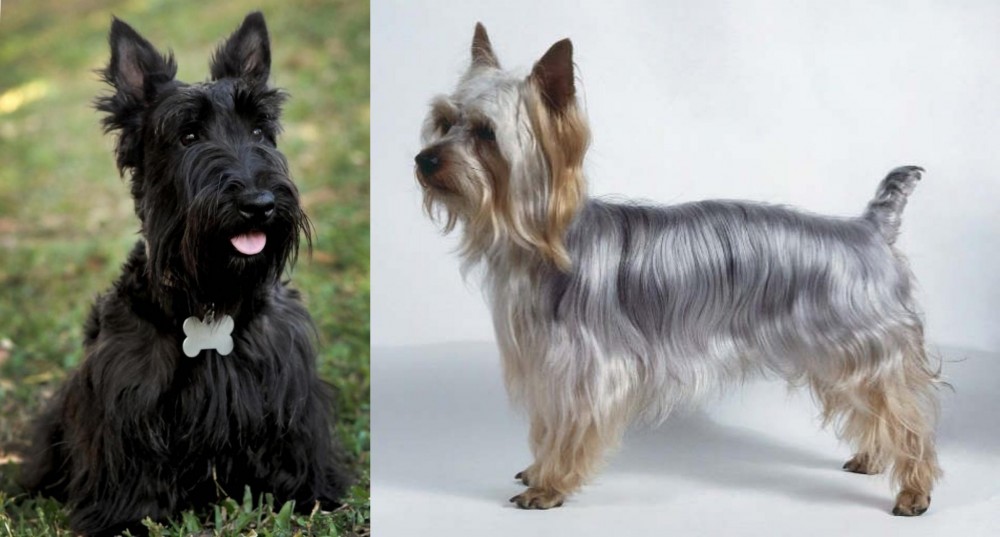Silky Terrier vs Scoland Terrier - Breed Comparison