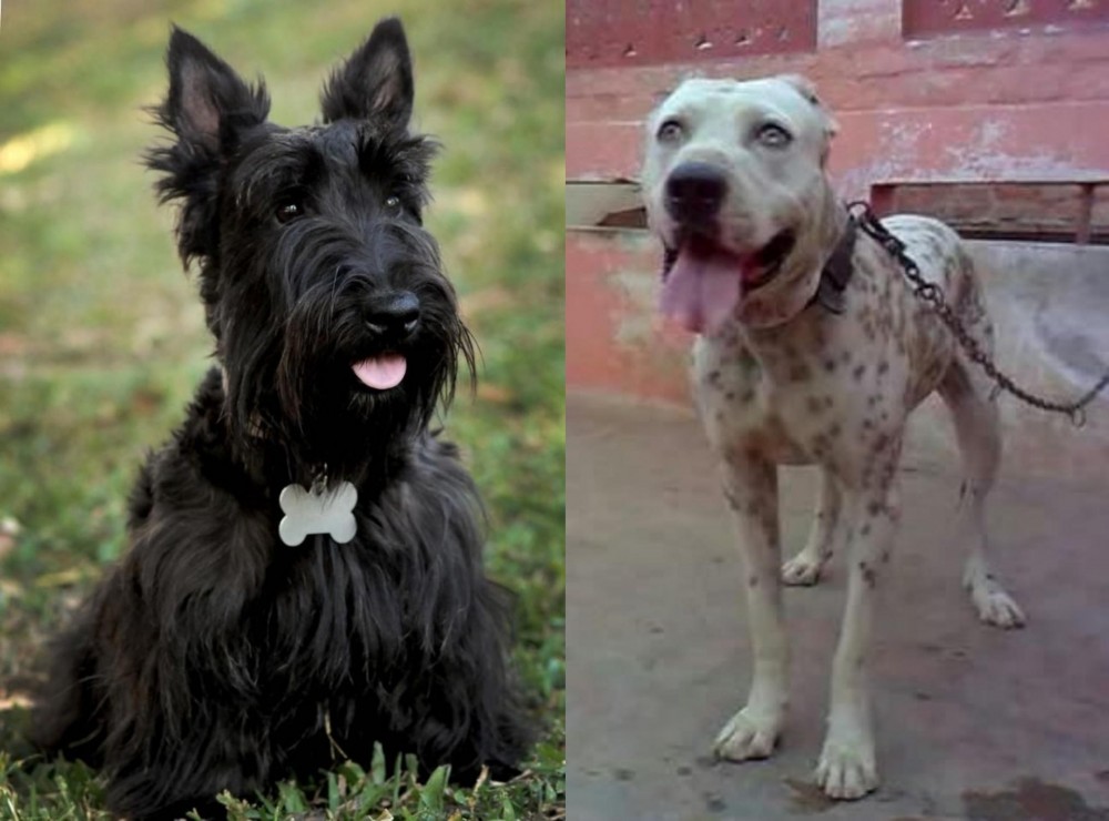 Sindh Mastiff vs Scoland Terrier - Breed Comparison