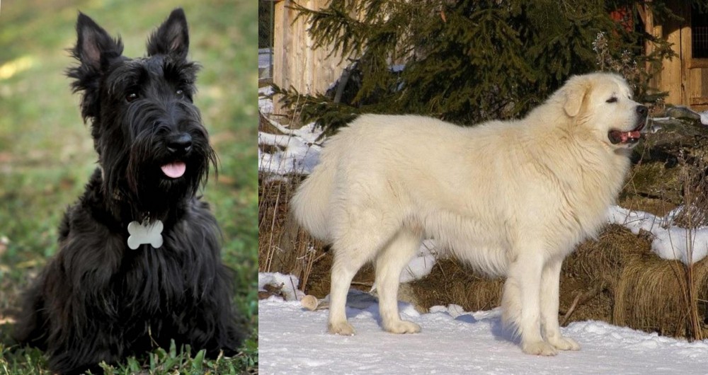 Slovak Cuvac vs Scoland Terrier - Breed Comparison