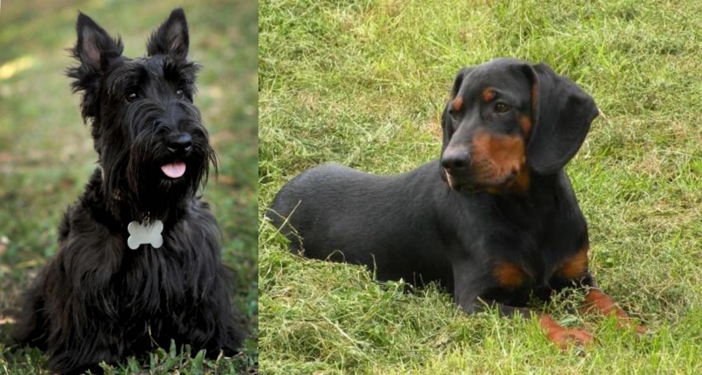 Slovakian Hound vs Scoland Terrier - Breed Comparison