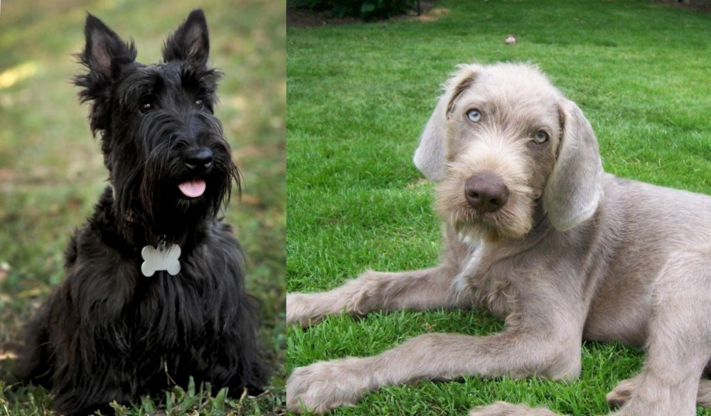 Slovakian Rough Haired Pointer vs Scoland Terrier - Breed Comparison